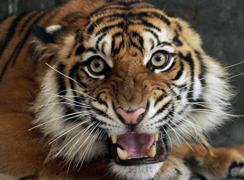 Sumatran tiger labeled as Shape Shifter 